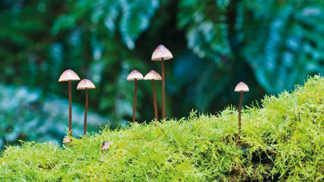 Photo of mushrooms growing in moss