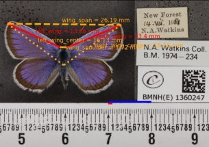 Digitised museum collections reveal impact of climate change on British butterflies