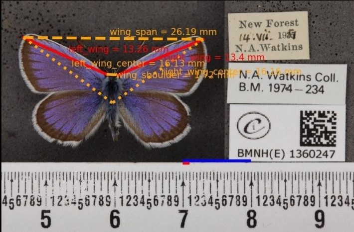 Example Mothra output image (male Plebejus argus) with the final output showing the measurements overlaid on the image.