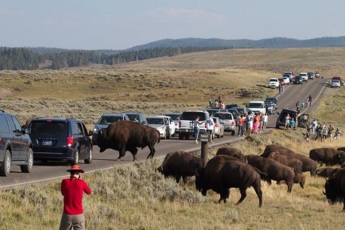 Bison crossing the road at Hayden Valley in Yellowstone National Park