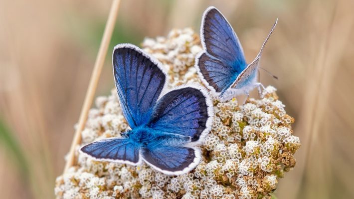 blue butterflies on a wild meadow flower