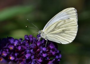 Warmer autumns could spell bad news for butterflies, suggests study