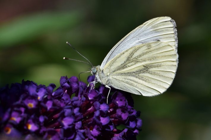green veined white butterfly