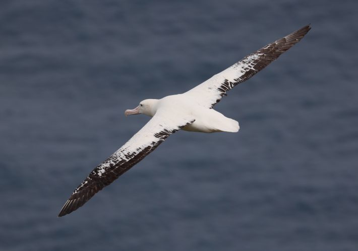 Critically Endangered Adult Tristan Albatross in flight