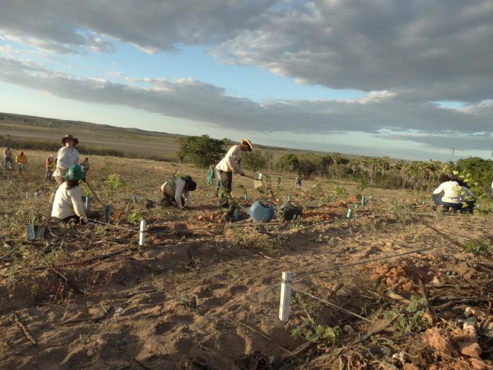 British Ecological Society: Implementation of a restoration project in Brazil.