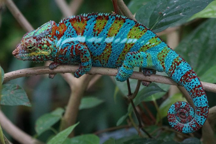 Photo of a colourful chameleon