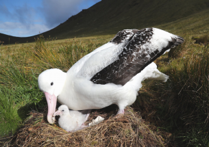 Albatross populations declining due to invasive mouse species