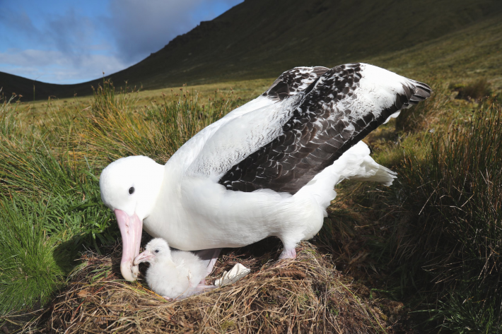 Critically Endangered Tristan Albatross with a chick is at risk of predation from invasive mice species.
