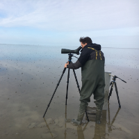 Photo of Mees van Laanen observing birds in the Dutch Wadden Sea