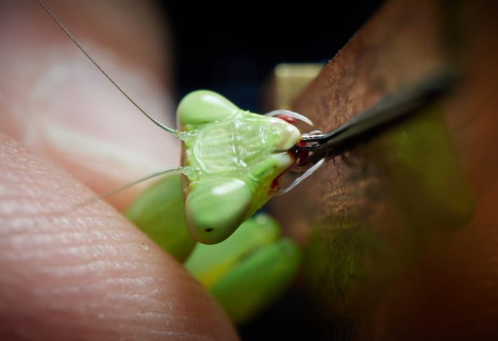 A praying mantis (Hierodula sp.) bites into the plates of the sensor.