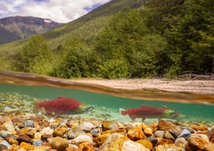 Bold sustained action gives hope for wild Pacific Salmon conservation