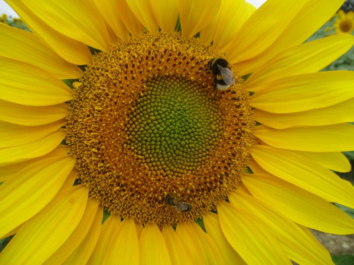 Pollinator Bees on a Sunflower British Ecological Society