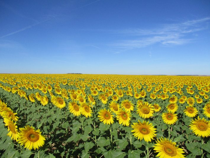 Agriculture and Polinators Sunflower Fields British Ecological Society