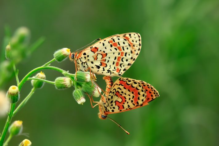 Butterflies Mating Climate CHange Reproductive Behaviour British Ecological Society