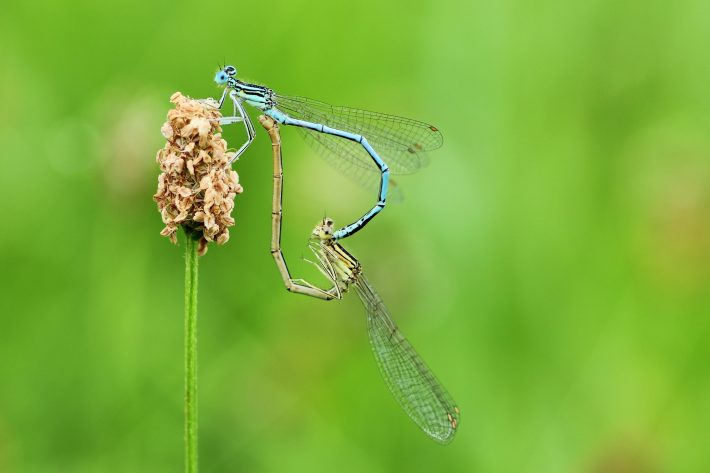 Damselflies mating Climate Change reproductive behaviour British Ecological Society