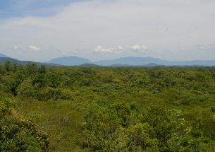 Recovering biodiversity in Brazil's pioneering Atlantic Forest through conservation and ecological restoration