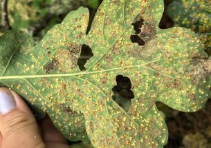 Climate change increases wasp range, threatening West Coast oak savannas