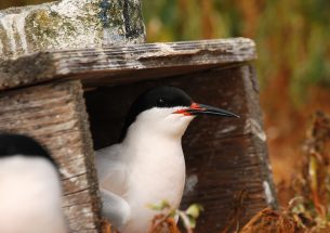 Nestboxes: the simple conservation strategy saving threatened Roseate terns