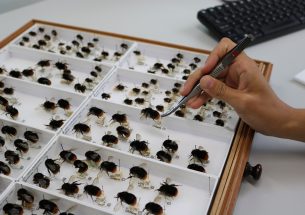 Museum collections indicate bees increasingly stressed by changes in climate over the past 100 years