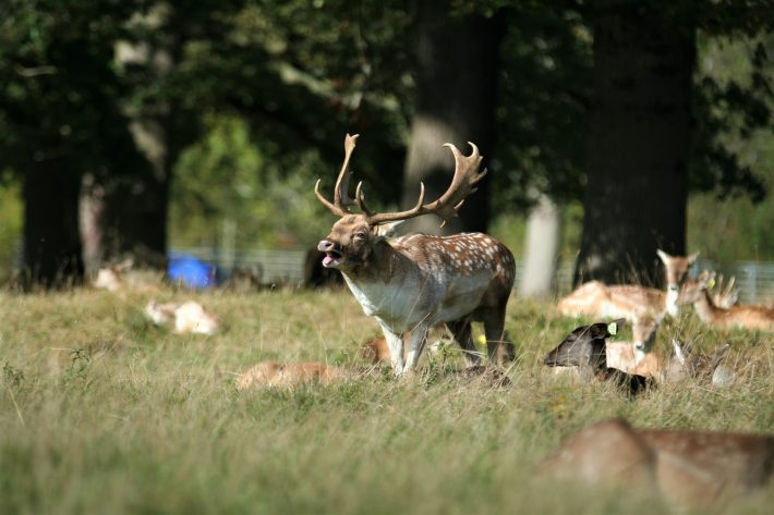 Fallow Deer Feeding Wildlife British Ecological Society