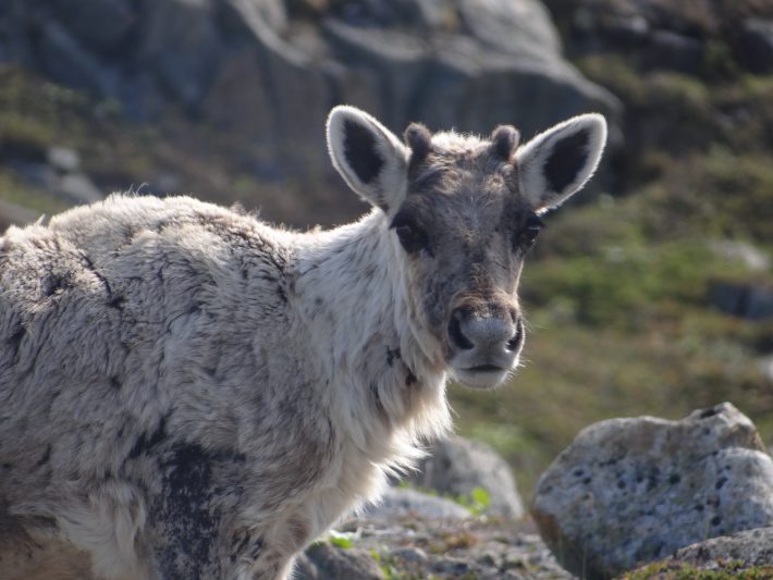 Photo of a caribou calf