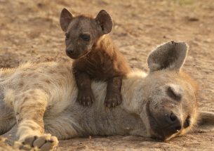 Spotted Hyena lifespan and reproductive success is impacted by formative conditions