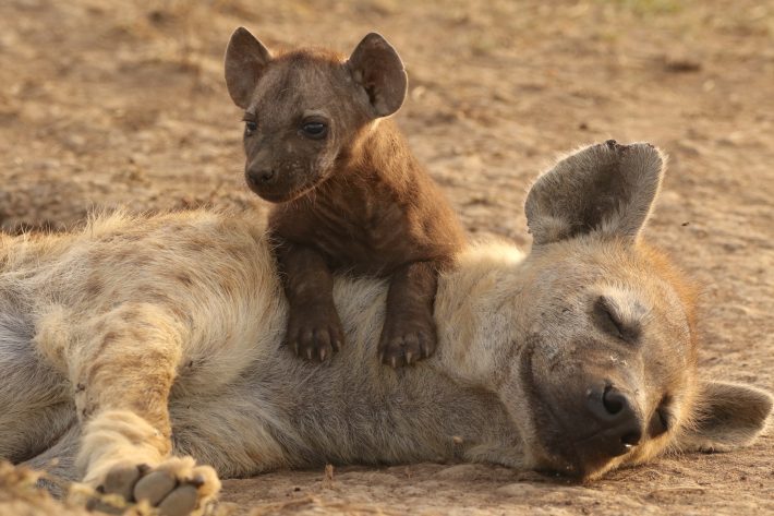 Spotted Hyena Cub Formative Years British Ecological Society