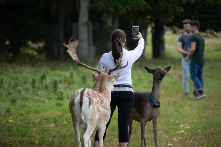 Fallow Deer Feeding Wildlife Pheonix Park Dublin British Ecological Society