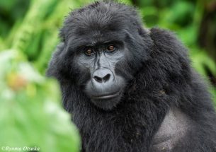 Scientists study tourists to protect great apes from disease transmission