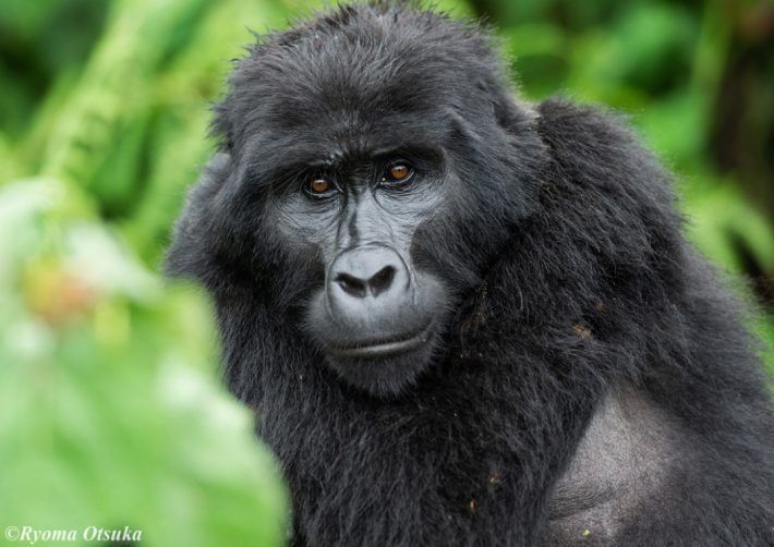 Great Apes Infectious Disease Gorilla British Ecological Society
