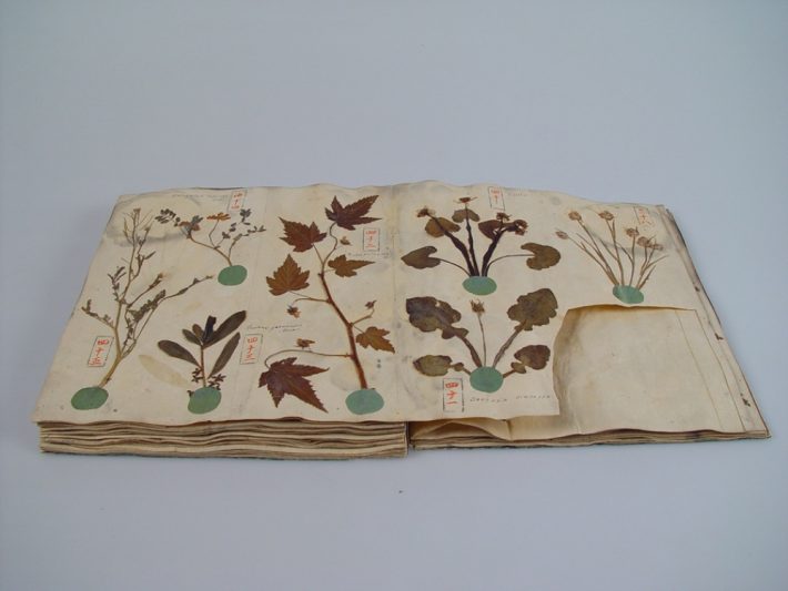 Herbarium book Museum Specimen