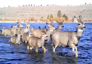 Predicting migration pathways of Mule Deer without GPS collars