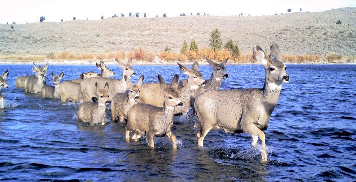 Mule Deer Animal Movement Migration Pathways British Ecological Society