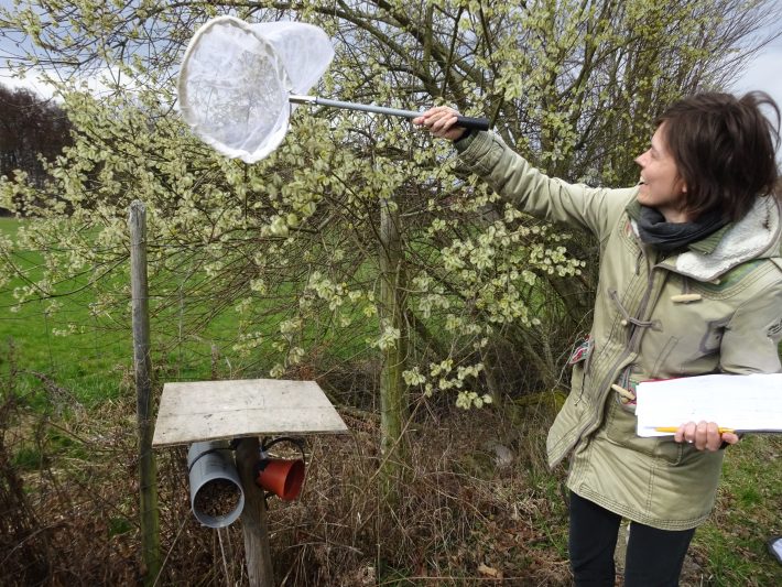 Vivien von Königslöw sweep netting wild bees at one of the studied hedges.