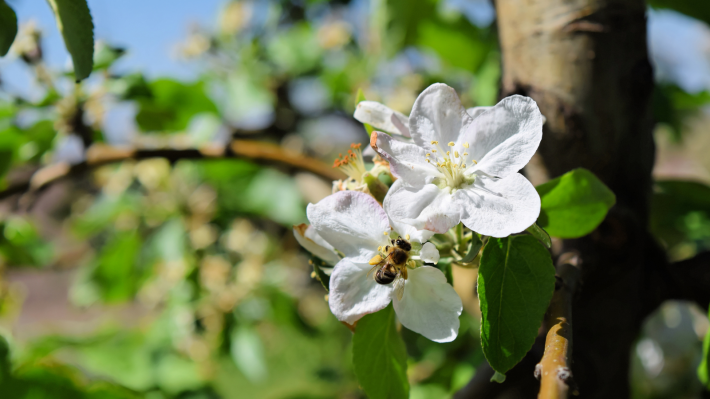 Bee on apple blossom in springtime