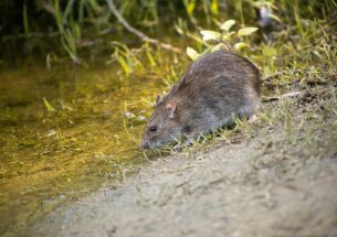 Can New Zealand coordinate national conservation efforts to control pest mammals?