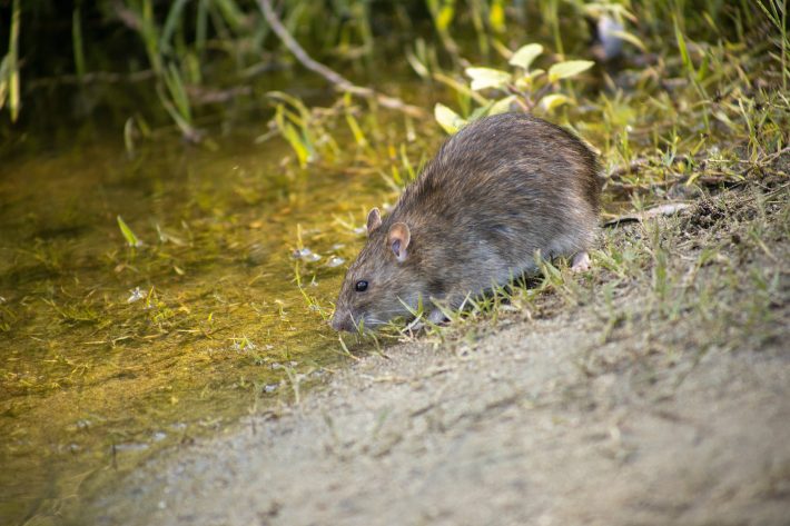 New Zealand Rat Invasive Pest