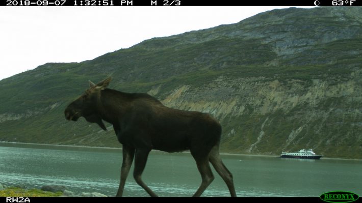 Moose Camera Trap People and Nature