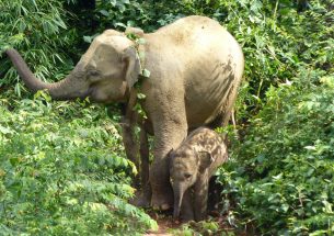 Asian elephants prefer habitats on the boundaries of protected areas