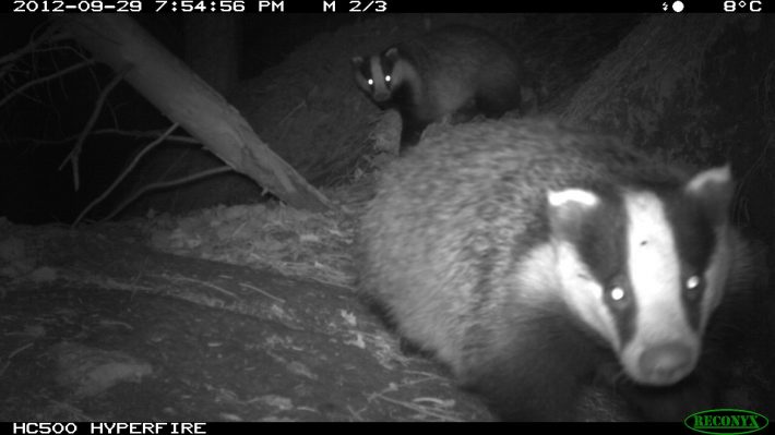 Badger Citizen Science Camera Trap MammalWeb