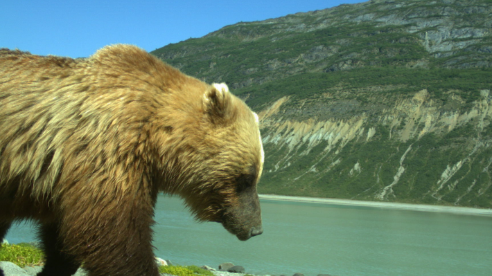 Brown Bear Camera Trap People and Nature