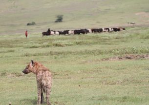 Daytime pastoralist activities do not negatively affect spotted hyenas