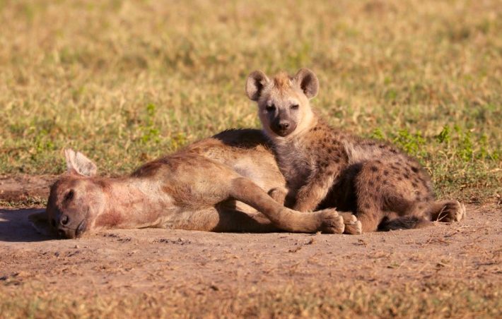 Two hyenas lying down