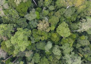 Lianas more likely to infest smaller trees in Southeast Asian forests