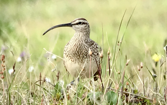 A Bristle-thighed Curlew.