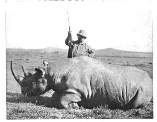 Roosevelt in 1911 with a rhino.
