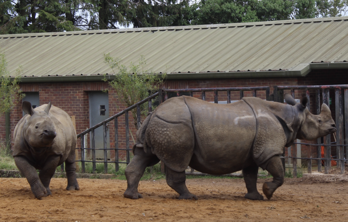 Indian Rhinos at Whipsnade Zoo