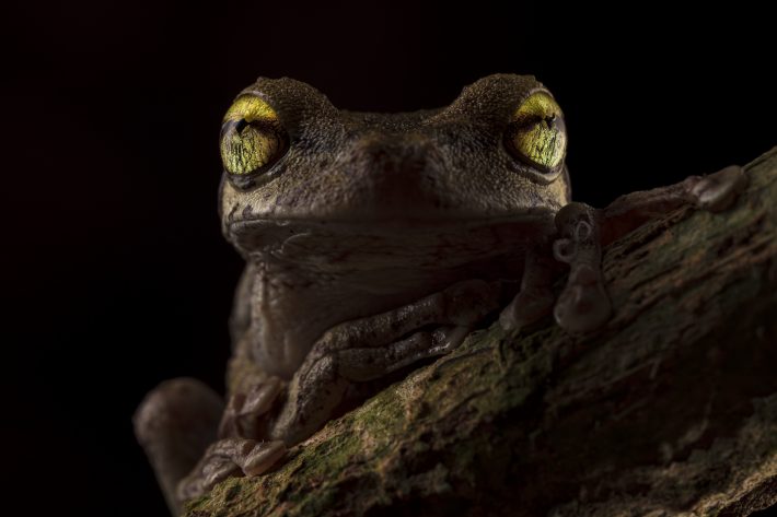 The glowing golden eyes of Helena's Treefrog stand out infront of a stark black background. On closer inspection you can catch a glimpse of the mossy bark of the branch this frog is perched upon, and the neverending details capured on the bumpy surface of this creatures skin.