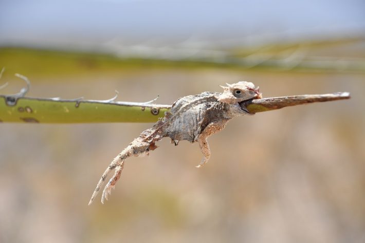 A pale Round-tailed Horn Lizard is impaled, mouth agape, by the long green beak of a Loggerhead Shrike