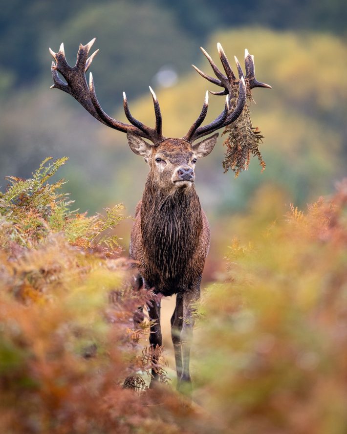A regal stag stands tall amongst the red and orange hues of autumn with one antler adorned with hanging bracken.